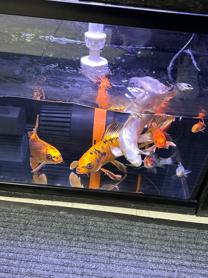 Art’s Underwater Reef - Photo 4