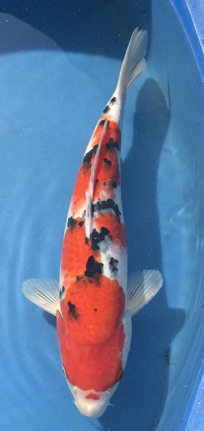 Beni Hanna Nishikigoi, LLC - Photo 1