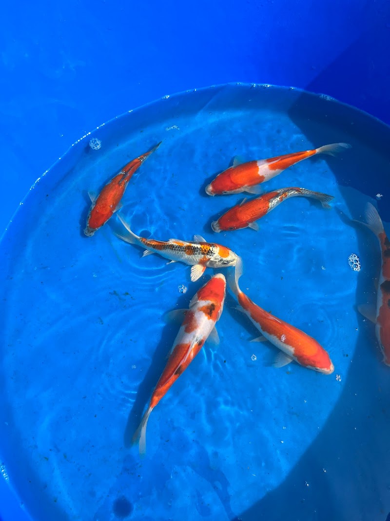 Beni Hanna Nishikigoi, LLC - Photo 2