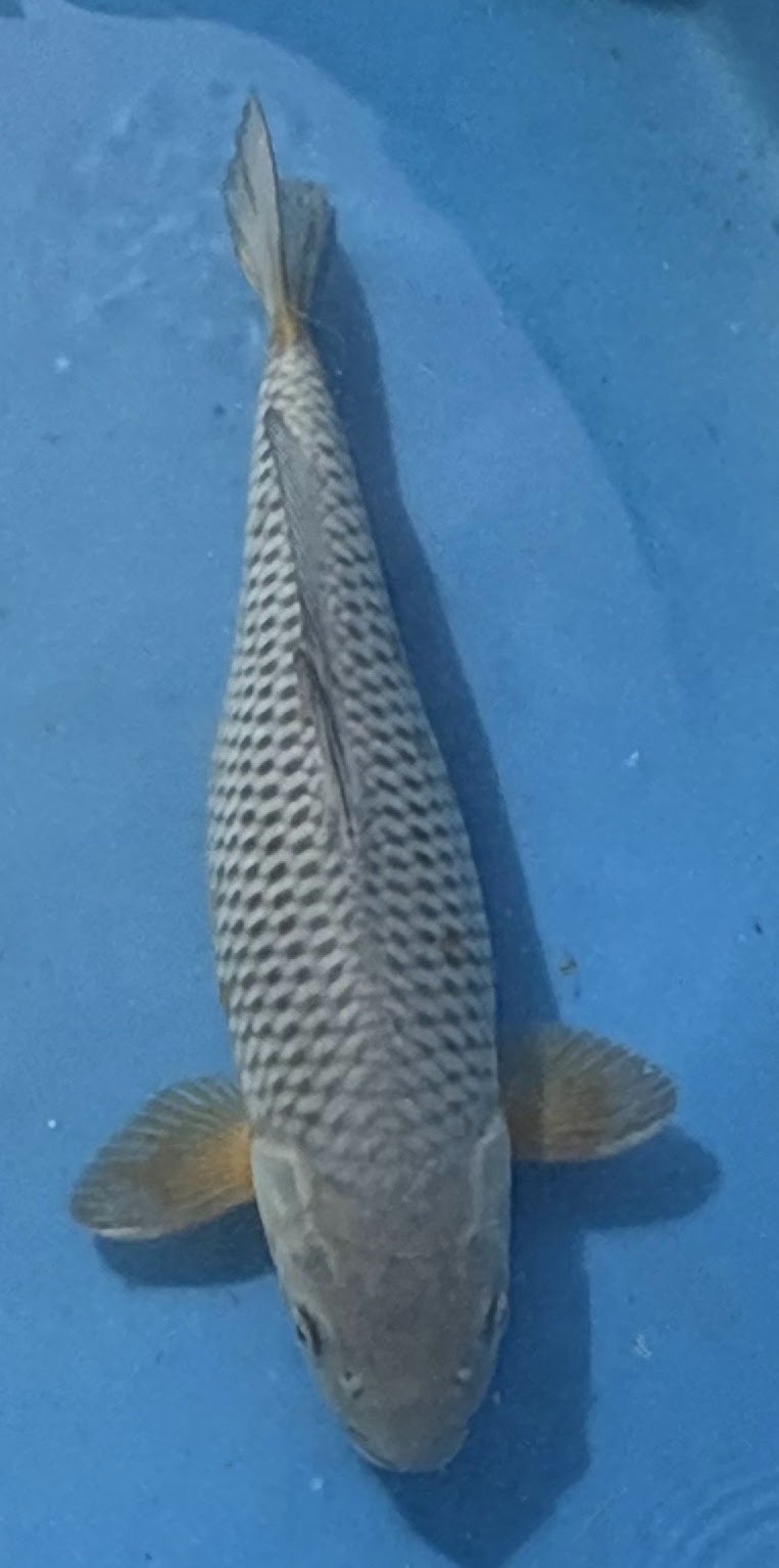 Beni Hanna Nishikigoi, LLC - Photo 5