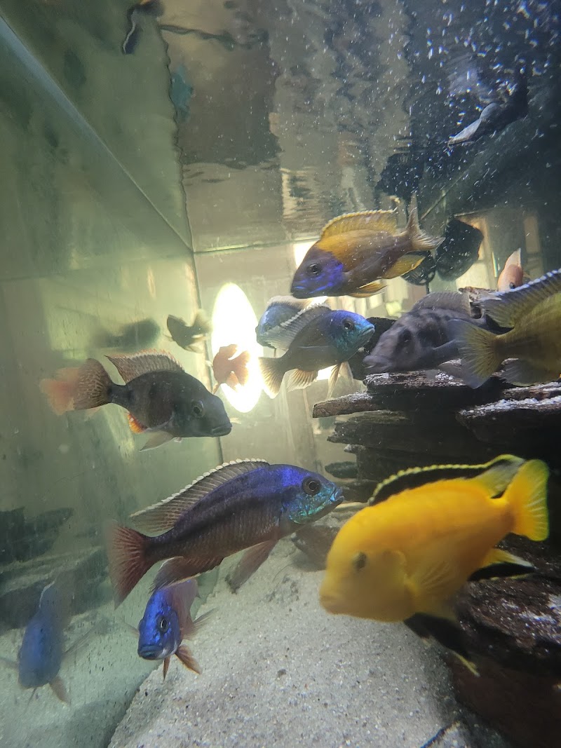 Mikes Cichlids - Photo 1