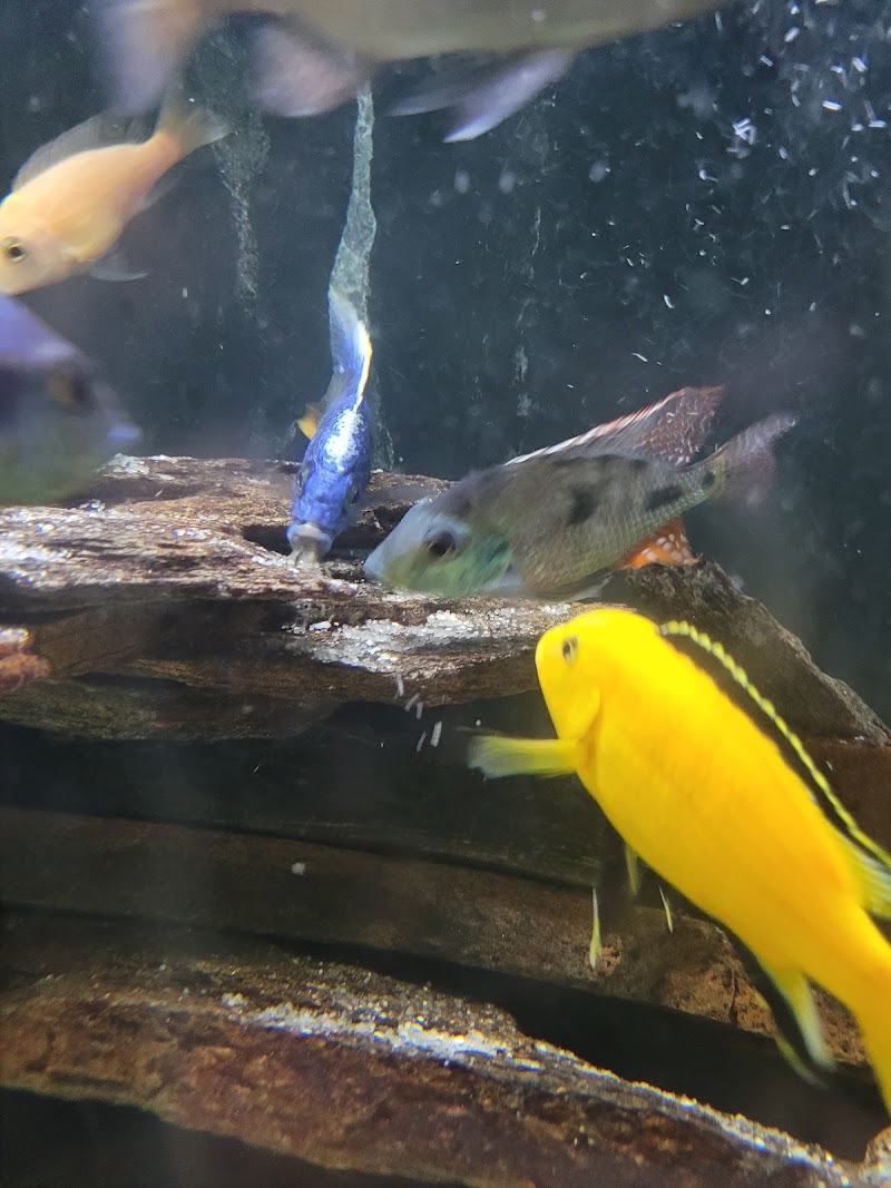 Mikes Cichlids - Photo 2