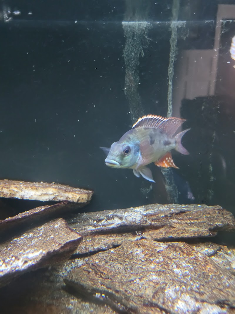 Mikes Cichlids - Photo 3