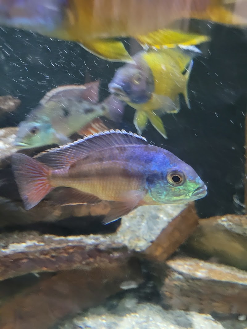Mikes Cichlids - Photo 4
