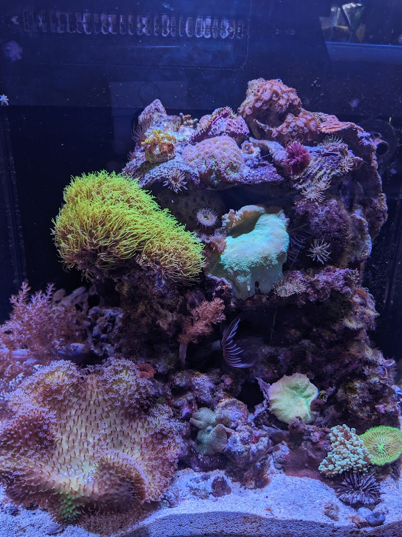 Coral Reef Aquariums - Photo 3