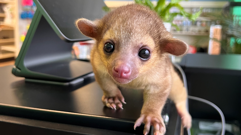 Custom Creatures Pet Shop - Photo 2