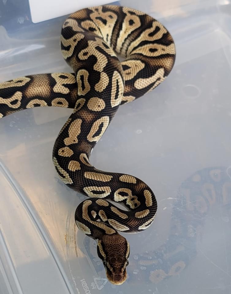 Custom Creatures Pet Shop - Photo 4