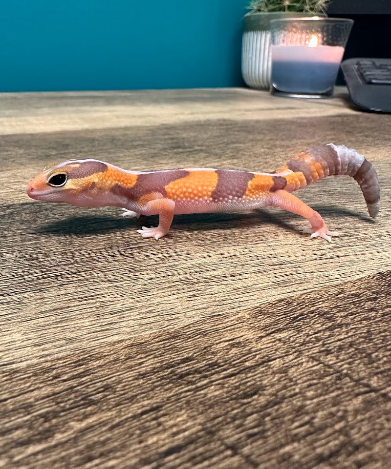 Custom Creatures Pet Shop - Photo 5