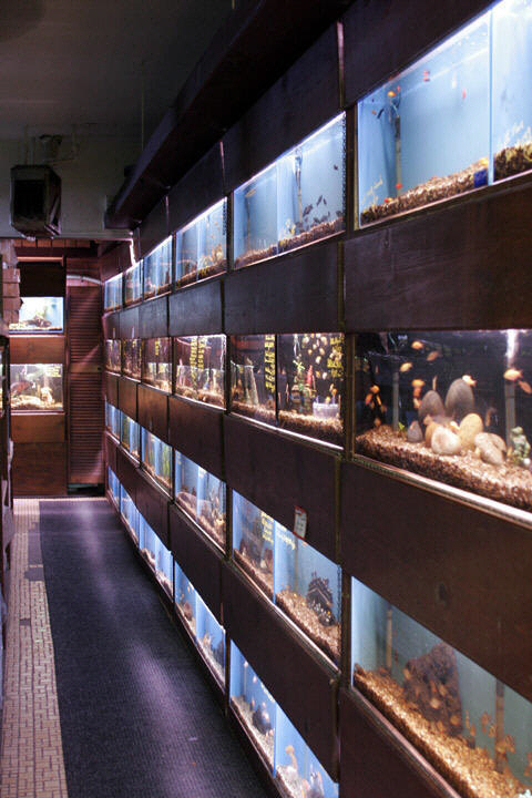 Tropical Imports - Photo 4