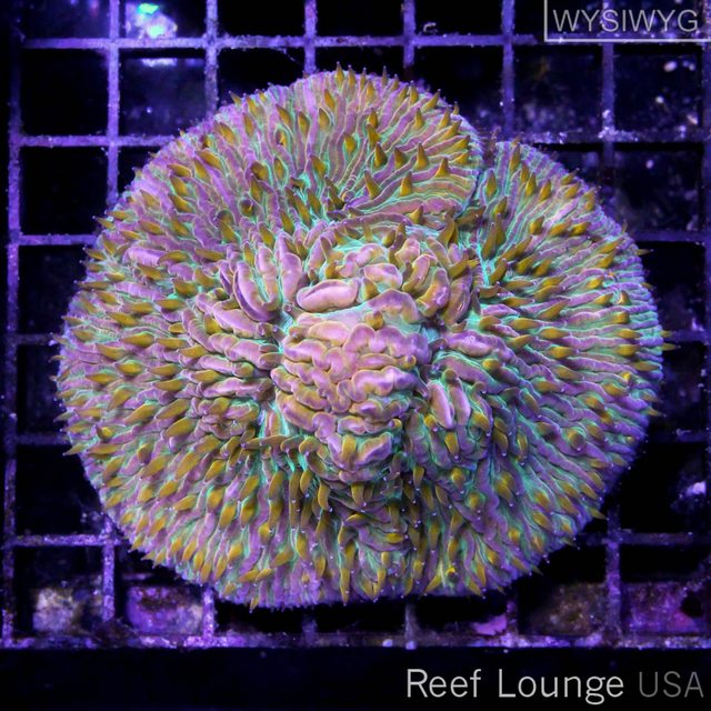 Reef Lounge USA - Photo 3