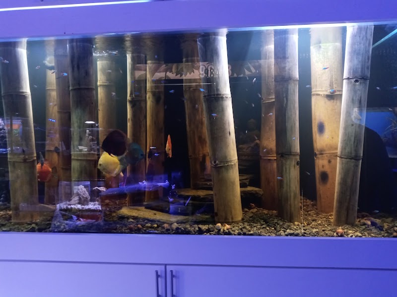 Aquarium Art - Photo 2