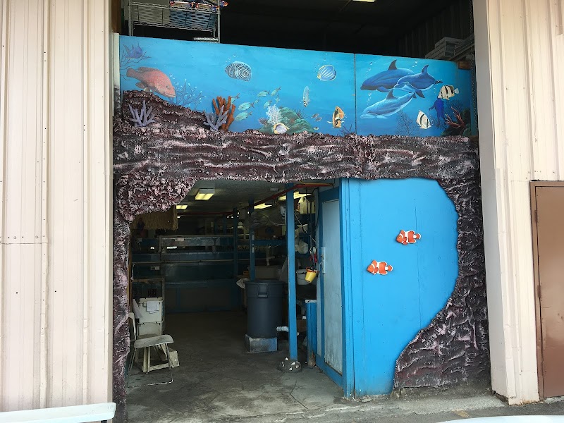 Coral Fish Hawaii - Photo 1