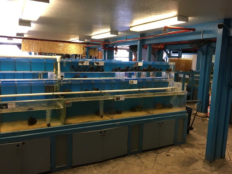 Coral Fish Hawaii - Photo 2