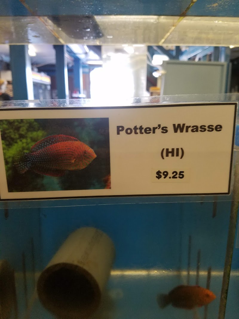 Coral Fish Hawaii - Photo 3