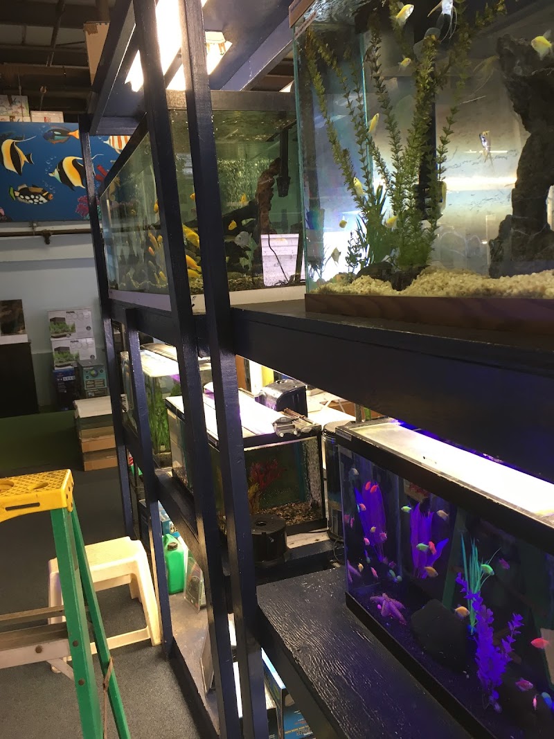 Coral Fish Hawaii - Photo 4