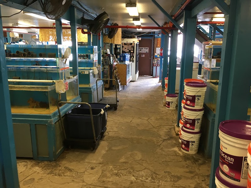 Coral Fish Hawaii - Photo 5