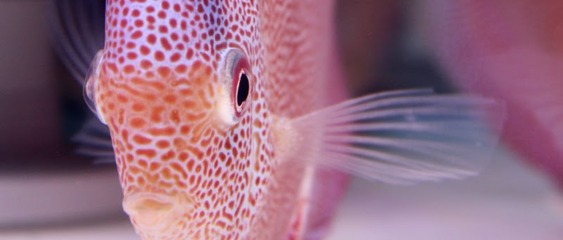 Chicago Discus - Photo 1