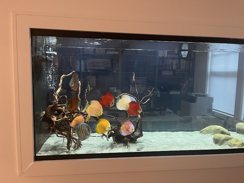 Chicago Discus - Photo 2