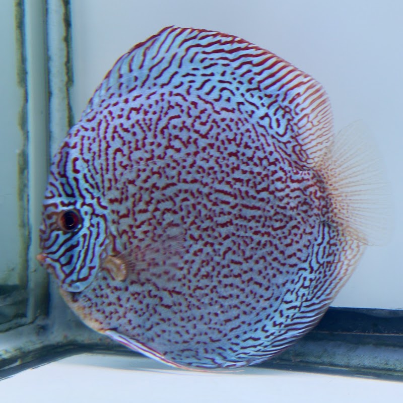 Chicago Discus - Photo 3