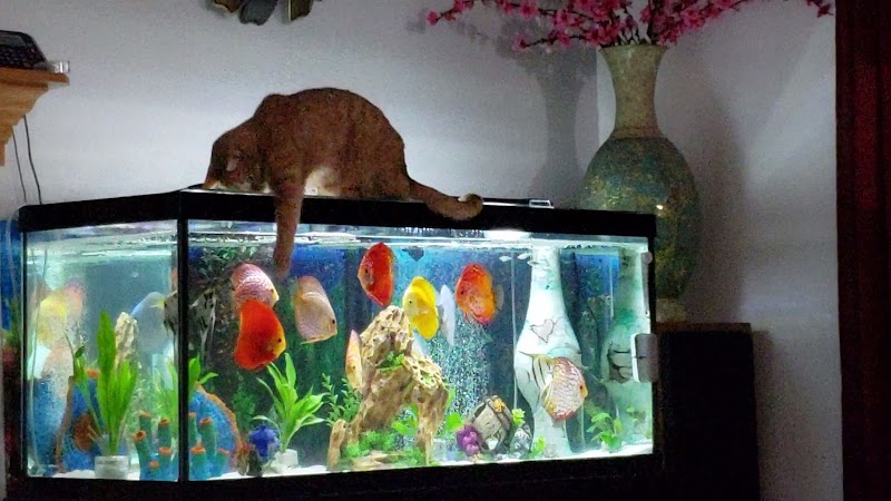 Chicago Discus - Photo 4