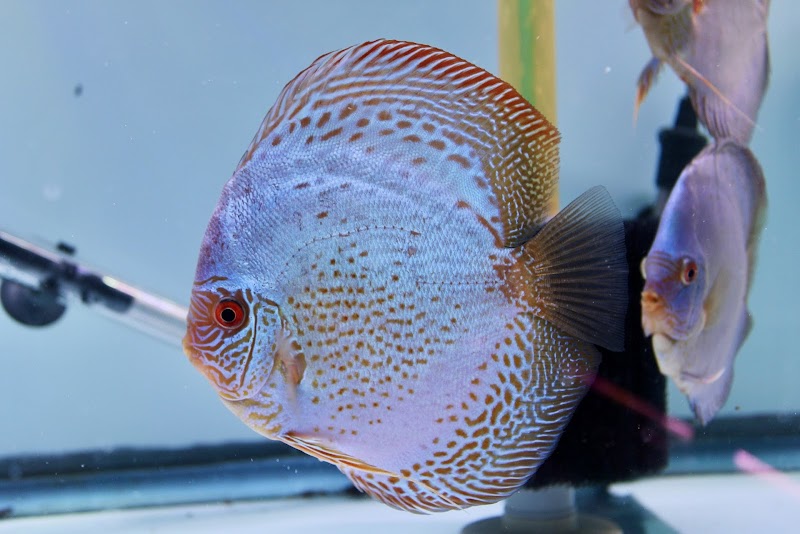 Chicago Discus - Photo 5