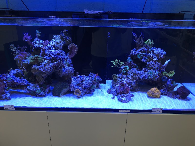 Aquatic Fantasy - Photo 3