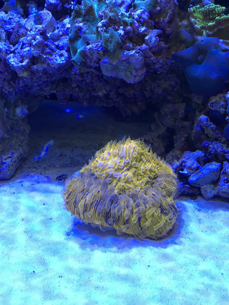 Aquatic Fantasy - Photo 5