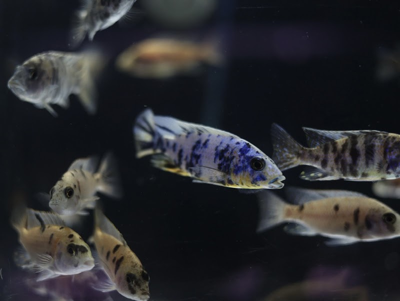 SimpReef LLC - Photo 3