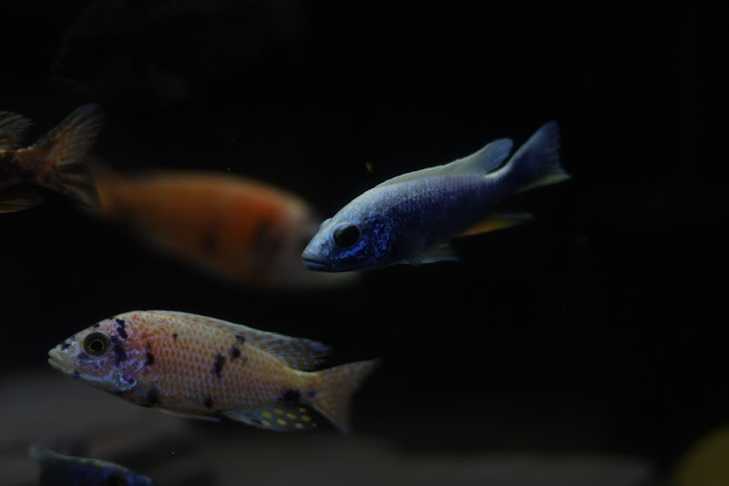 SimpReef LLC - Photo 5