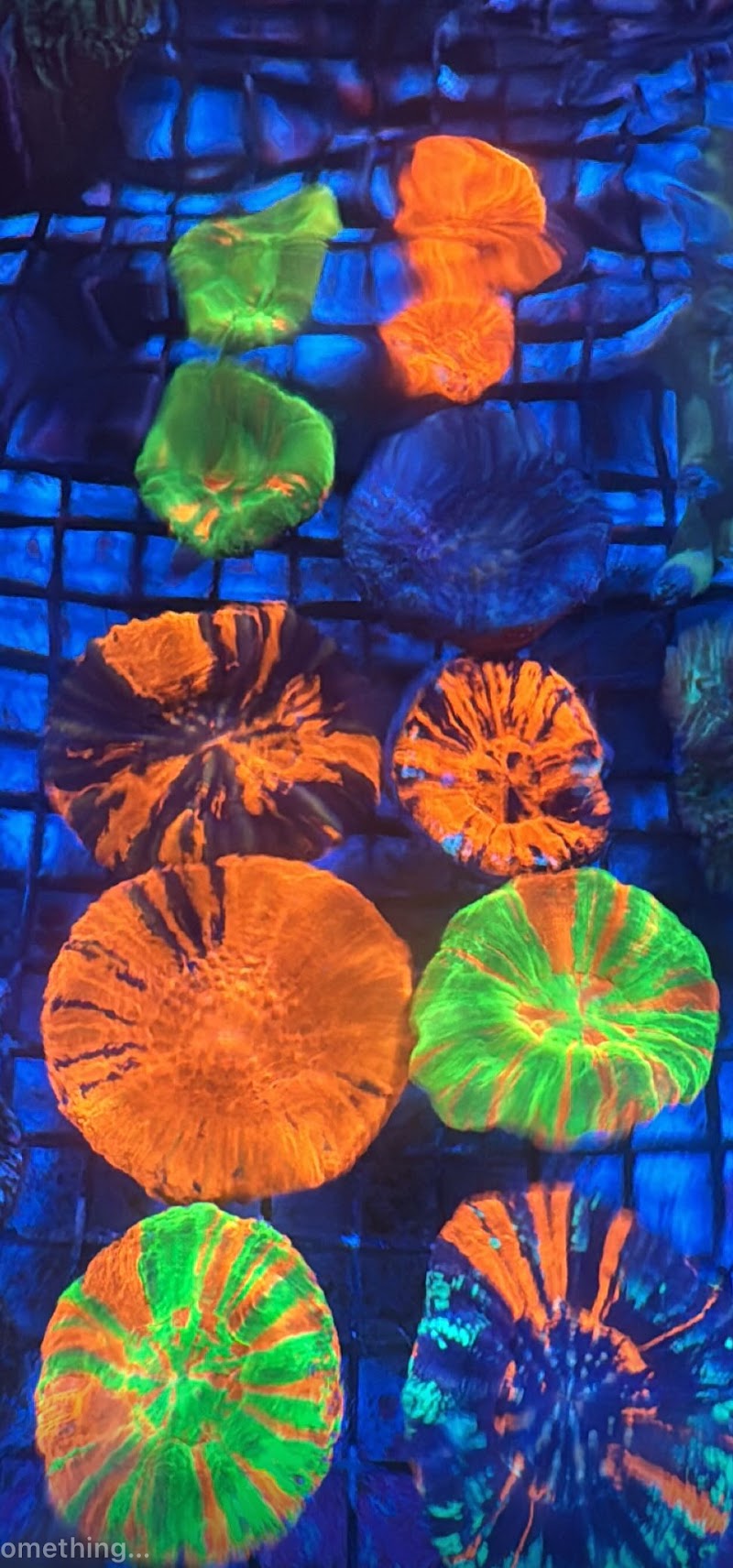 Harry's Marine Life Burbank - Photo 4