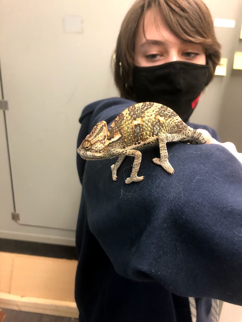 Fetch a Pet - Photo 3