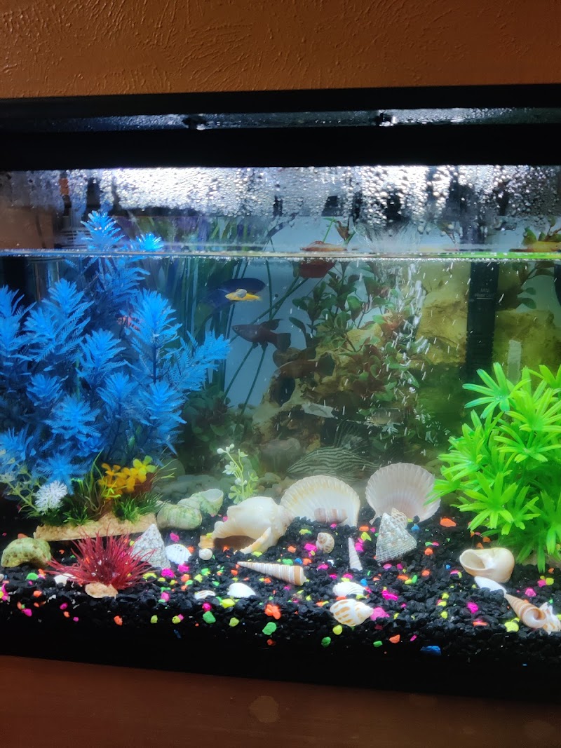 Nemo & Friends Aquariums - Photo 3