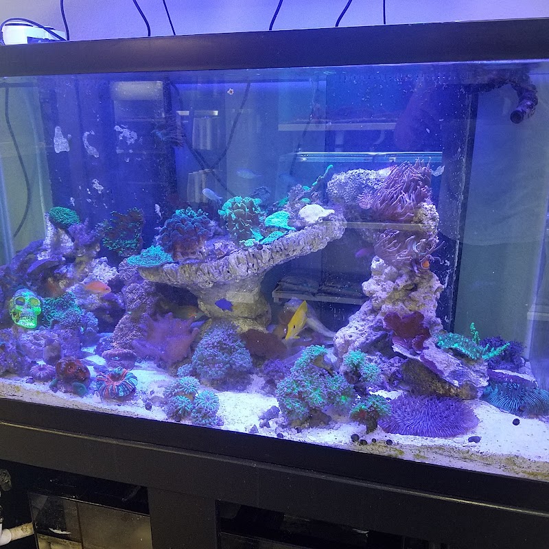 An Octopus Garden - Aquarium Store - Photo 3