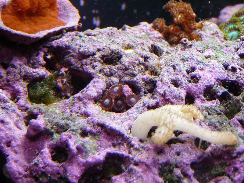 An Octopus Garden - Aquarium Store - Photo 4