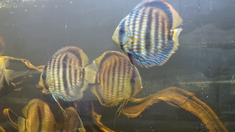 Limitless Aquatics - Photo 2