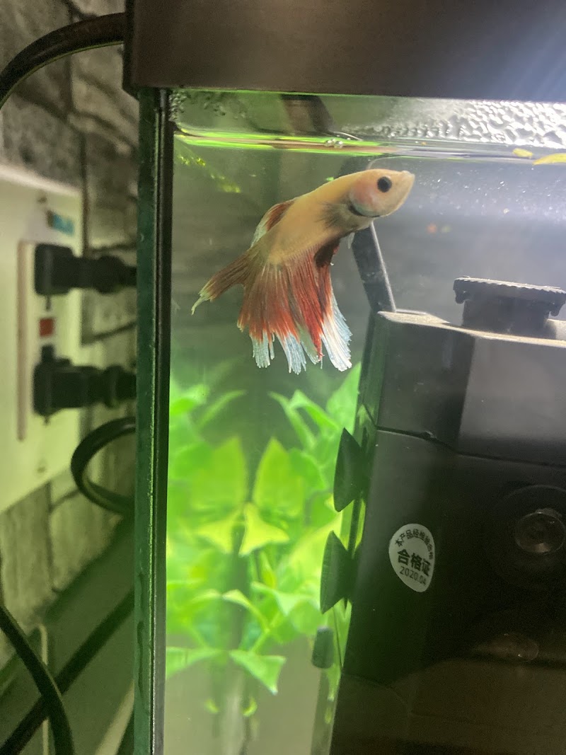 Limitless Aquatics - Photo 3