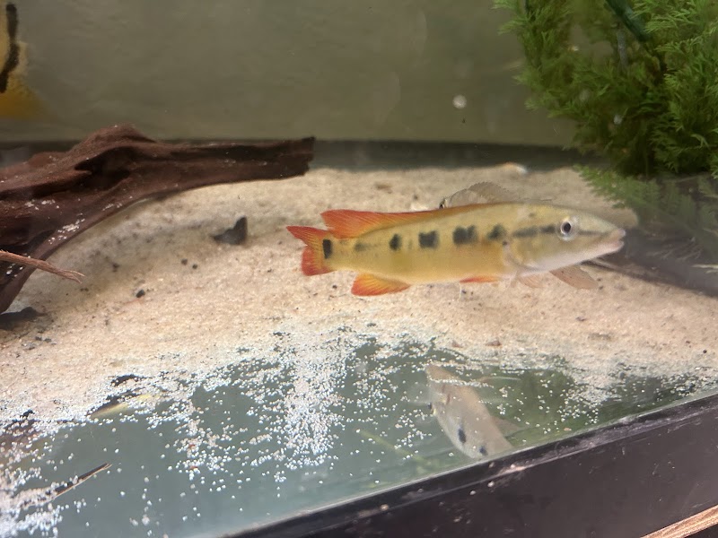 Limitless Aquatics - Photo 4