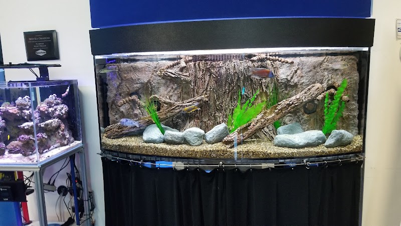 Deep Sea Creations - Photo 3