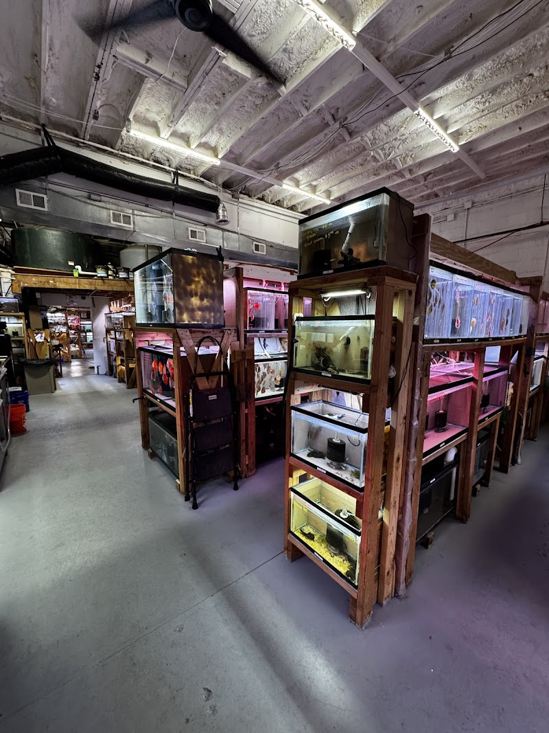 Discus Madness Inc. Showroom open to the public. - Photo 3