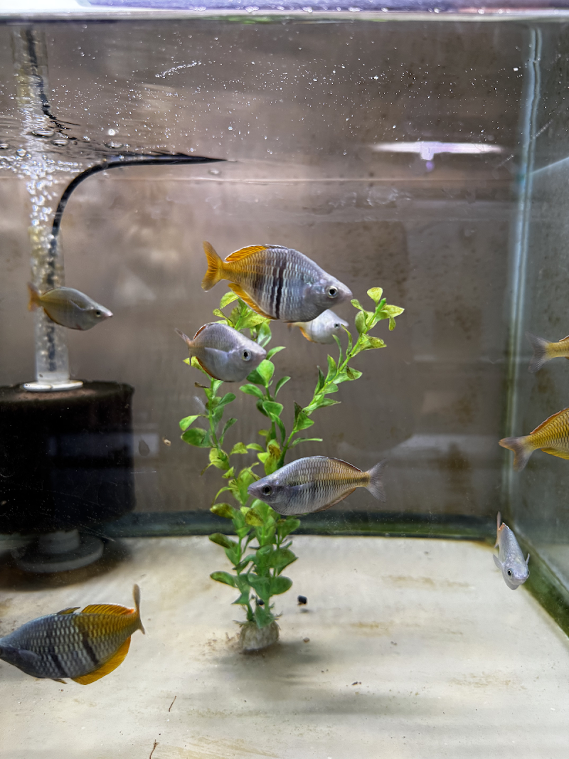 Discus Madness Inc. Showroom open to the public. - Photo 4