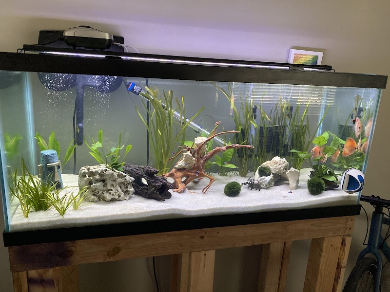 Golden Fish Aquariums - Photo 2