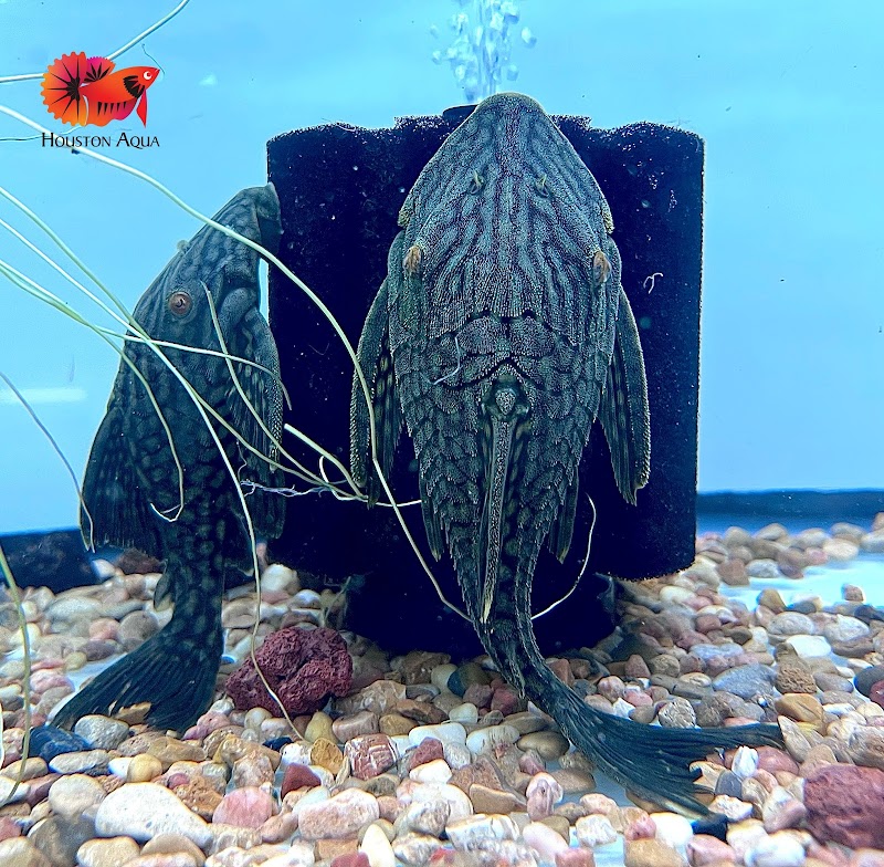 Houston Aqua - Photo 5