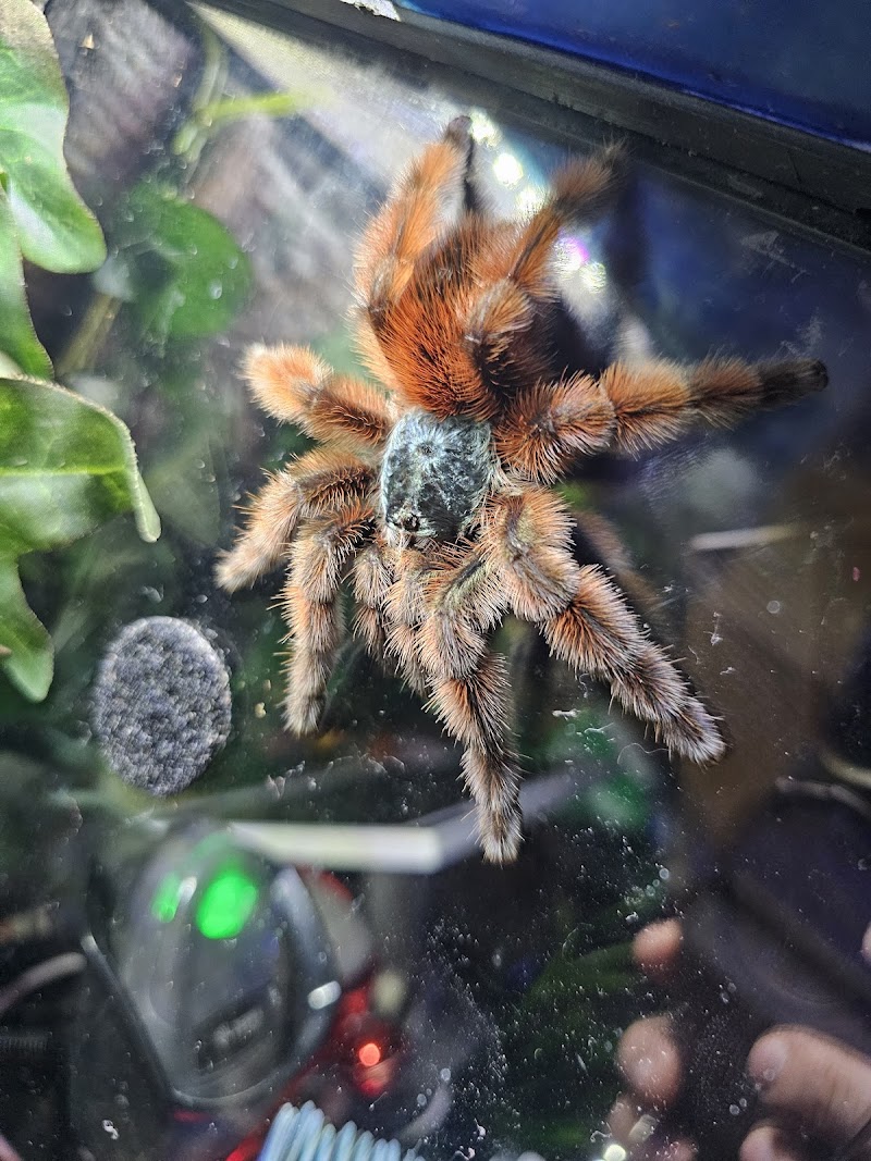 Aquatic Oasis Reefing - Photo 5