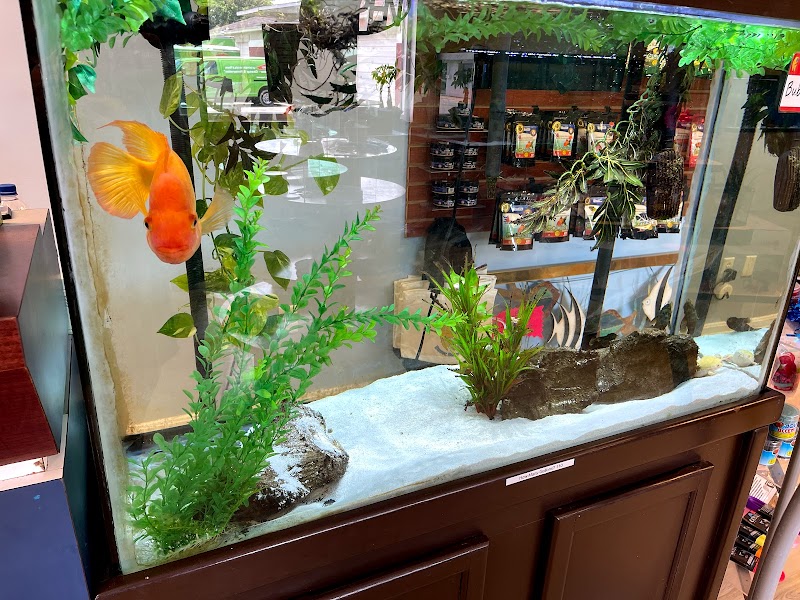 Aquatics Super Store - Super Cichlids & More - Photo 3
