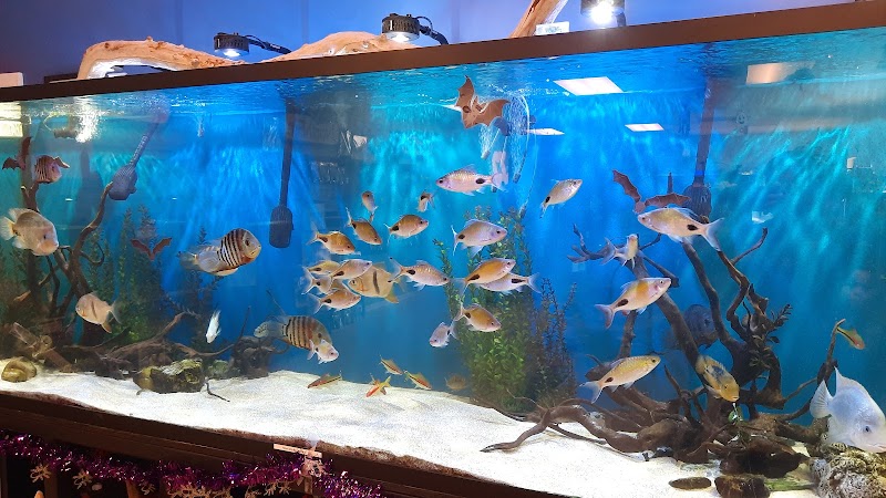 Aquatics Super Store - Super Cichlids & More - Photo 5