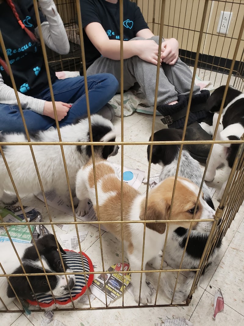 Pet Friendly - Photo 3