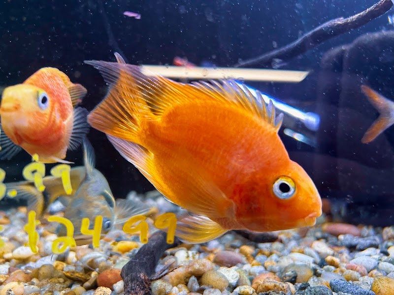 Josh's Pet Agree - Photo 3