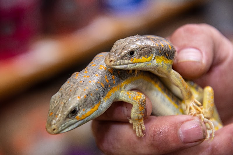 Josh's Pet Agree - Photo 5