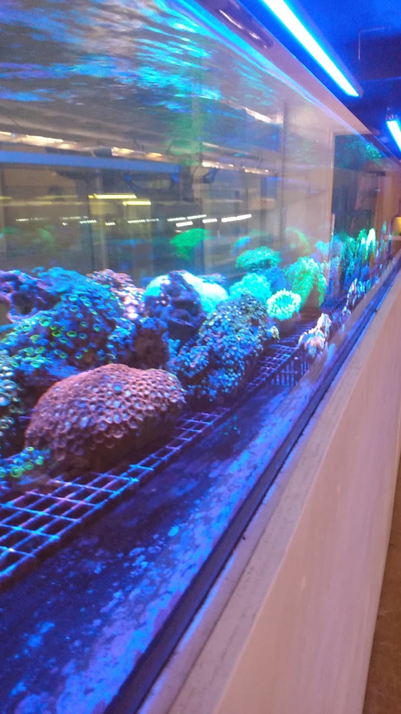 Nocturnal Reef - Tropical Fish and Coral - Photo 3