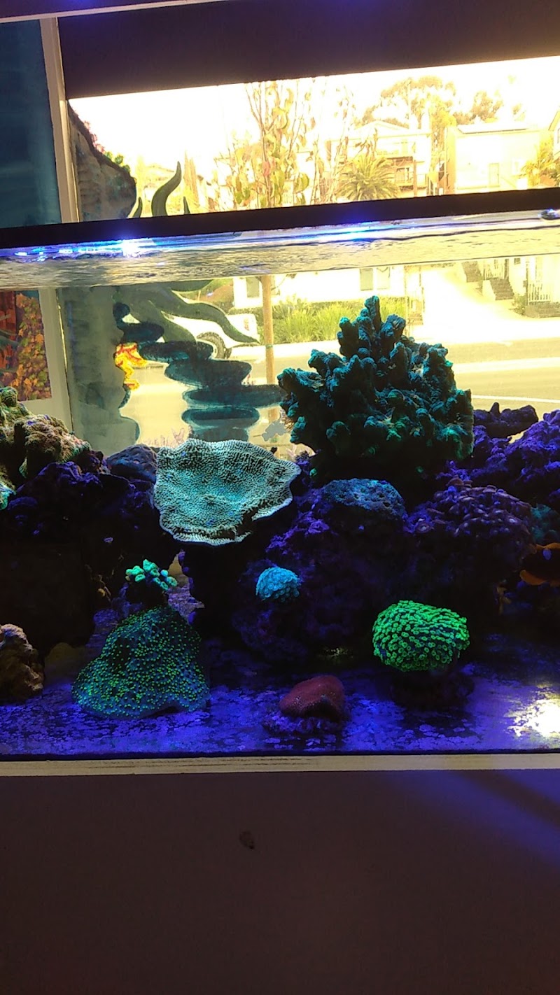 Nocturnal Reef - Tropical Fish and Coral - Photo 4